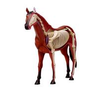 Modelo de anatomía del caballo 4D - espécimen de esqueleto animal, biología desmontable, 26 partes para la demostración de enseñanza de la escuela de entrenamiento veterinario