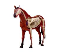 Modelo de anatomía del Caballo con visión 4D, biología Animal, Esqueleto, anatomía del órgano, Modelo de enseñanza médica para Profesores de Escuela y médicos