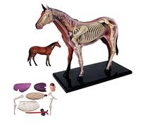 Modelo De Anatomía del Caballo Modelo De Anatomía del Caballo Médico De 26 Piezas Modelo De Órgano Desmontar Rompecabezas