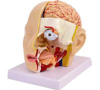 Modelo de anatomía del cerebro humano 3D, modelo de cerebro de tamaño natural de 4 partes desmontables, con marca de posición digital, for enseñanza de demostración y explicación