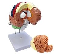 Modelo de anatomía del Cerebro Humano con ampliación 2 Veces, Tronco encefálico del lóbulo Anterior de la sección Media Desmontable para Modelos de enseñanza Comunicación médico-Paciente