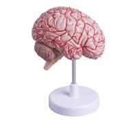 Modelo de anatomía del cerebro humano con arterias cerebrales, hemisferio derecho diseccionable codificado por colores, modelo de cerebro anatómico de tamaño natural for enseñanza médica de