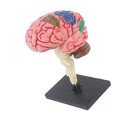 Modelo De Anatomía Del Cerebro Humano Con Órganos Desmontables Juguete Anatómico Ensamblaje Humano Para Niños Y Adolescentes 7 A 14 Años Aprendizaje Estructura Cerebral Con Manual
