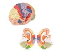 Modelo de anatomía del cerebro humano con secciones extraíbles y guía de estudio para la educación en neurociencia y exhibición de estudios de ciencias