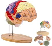 Modelo de anatomía del cerebro humano de 2 veces de ampliación, modelo de cerebro desmontable de 4 partes con separación de color de área funcional, for el aprendizaje de neurociencia, psicología de