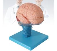 Modelo de Anatomía Del Cerebro Humano de Tamaño Natural, Demostración de Anatomía Del Cerebro Desmontable de 15 Piezas, Ampliación Cerebral/tálamo, Herramienta de Enseñanza y Aprendizaje