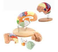 Modelo de anatomía del cerebro humano de tamaño real para educación en neurociencia, estudio en el aula y exhibición médica