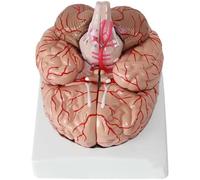 Modelo de anatomía del cerebro humano, escala 1:1 con 9 piezas desmontables y base, incluye 41 identificación de ubicación para estudio y educación en neurociencia