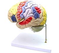 Modelo de anatomía del Cerebro Humano Modelo 2X de Cerebro Humano Modelo anatómico extraíble del Cerebro en 4 Partes for la enseñanza de Modelos médicos Demostración de enseñanza Escolar