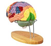 Modelo de anatomía del cerebro humano, modelo anatómico de tamaño real para psicología y aprendizaje médico, ideal para estudio y exhibición en el aula