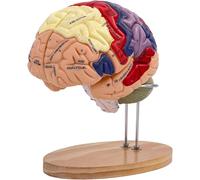 Modelo de anatomía del Cerebro Humano, Modelo de Cerebro de tamaño Natural 2X con Etiquetas y Base, 4 Piezas extraíbles for exhibición de neurociencia, Modelo de enseñanza, educación