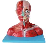 Modelo de anatomía del cerebro humano, modelo de músculos de cabeza y cuello desmontable para educación médica, diseccionado en 19 partes, ideal para entrenamiento y aprendizaje