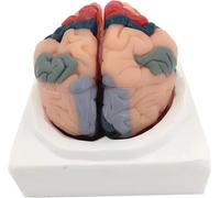 Modelo de anatomía del cerebro humano, modelo de partición cortical cerebral con 8 piezas desmontables y base, incluye manual detallado del producto