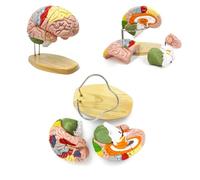 Modelo de anatomía del cerebro humano para estudio de neurociencia, tamaño real 2X con etiquetas para educación médica y exhibición