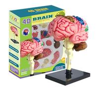Modelo de anatomía del cerebro - Modelo educativo médico, estructura del cerebro humano | realista 'anatomía del cerebro, instrumento de estudio científico, exposición en el aula, a