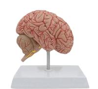 Modelo de anatomía del cerebro y nervios humanos a escala 1/2. didáctico la corteza cerebral el suministro vascular los craneales