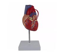 Modelo de anatomía del corazón humano con base de soporte de exhibición 1: 1, tamaño real para estudio de cardiología que demuestra derivación cardíaca anatómica modelo de corazón para niños, kit de