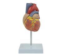 Modelo de anatomía del corazón humano, tamaño adulto, 23 cm, esqueleto detallado sobre base, pintado a mano, PVC, herramienta enseñanza médica