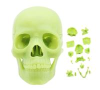 Modelo de anatomía del cráneo | Cabezas de cráneo desmontables de tamaño natural de 15 partes: modelo anatómico de cabeza humana, anatomía falsa para enseñar