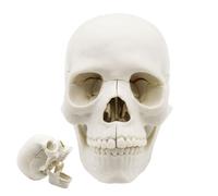 Modelo de anatomía del cráneo | Cabezas de cráneo desmontables de tamaño natural de 15 partes: modelo anatómico de cabeza humana, anatomía falsa para enseñar
