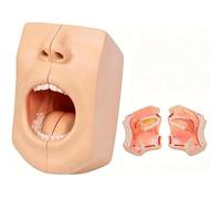 Modelo de anatomía del cráneo facial humano desmontable de 2 partes con cavidad oral clara y estructura de orofaringe for laboratorio médico, tutoría en el aula, clínica dental, educación