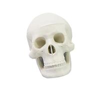 Modelo de anatomía del cráneo humano a escala 1: 2 con 17 piezas extraíbles, modelo de cabeza de esqueleto anatómico para entrenamiento clínico, cráneo humano