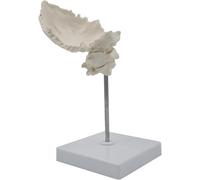 Modelo de anatomía del cráneo humano, modelo de columna cervical del hueso occipital, modelo anatómico de hueso occipital y vértebras cervicales de tamaño natural con base, for formación