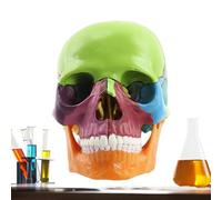 Modelo de anatomía del cráneo humano: tamaño natural, estructura desmontable de 15 partes, herramienta de aprendizaje para estudiantes de medicina, demostración de clase de ciencias | Estudio de