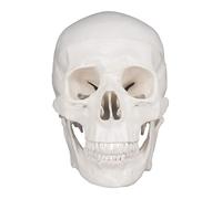 Modelo de anatomía del cráneo, modelo de cráneo humano de tamaño natural, modelo de anatomía, esqueleto humano extraíble for estudio de estudiantes de medicina. moldes de enseñanza