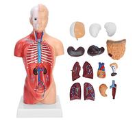 Modelo de anatomía del Cuerpo del Torso Humano de 28 cm, Modelo de anatomía del Torso Humano extraíble de 15 Piezas para la Herramienta de Aprendizaje del Estudiante de Medicina, Pantalla educativa