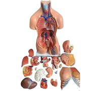 Modelo de anatomía del cuerpo humano de lujo - 23 piezas extraíbles - Torso educativo de tamaño natural for aplicaciones de atención médica, estudiantes y aprendizaje de ciencias.