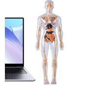 Modelo de Anatomía del Cuerpo Humano | Figura Anatómica del Esqueleto Brillante en La Oscuridad | Plantilla De Anatomía Humana para,para Ciencia Educación Aprendizaje Experiencias Niños Niñas Edad 8+