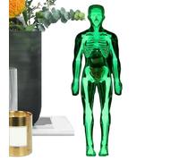 Modelo de Anatomía del Cuerpo Humano - Figura Anatómica del Esqueleto Brillante en La Oscuridad | Plantilla de Anatomía para | para Niños Y Niñas 8+ Estudio Biología Fisiología Halloween