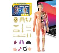 Modelo de anatomía del cuerpo humano - Kit de torso médico, ayuda de aprendizaje anatómico 3D para estudiantes | Herramienta de aprendizaje detallada para estructuras de órganos, materiales de