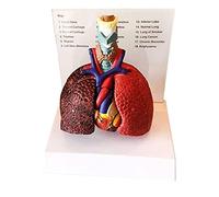 Modelo De Anatomía Del Cuerpo Humano, Modelo De Pulmón, Corazón, Laringe, Modelo De PVC, Modelo De Pulmón, Corazón, Garganta Anatómica, Para Ayuda Al Entrenamiento