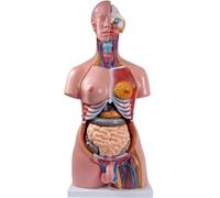 Modelo de anatomía del cuerpo humano, modelo de torso humano de doble sexo de 85 cm, 23 partes extraíbles con corazón, cerebro, órgano visceral, capas musculares, vasos óseos for estudio