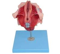 Modelo de anatomía del Cuerpo Humano, Modelo Femenino, útero y Ovario, 4 Piezas, for Ayuda médica, educativa y ginecológica, Herramienta educativa for consultorios médicos con Base.