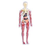 Modelo de anatomía del cuerpo humano para niños, exprimidor manual, modelo de anatomía suave, adecuado para la escuela, guardería, sala de estar, dormitorio y sala de juegos
