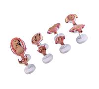 Modelo de anatomía del desarrollo de embriones con 8 piezas extraíbles para enseñar modelo de embrión de demostración