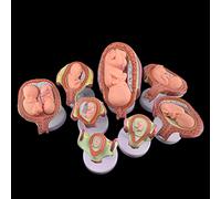 Modelo de anatomía del desarrollo fetal del embrión humano con piezas extraíbles para entrenamiento educativo y médico