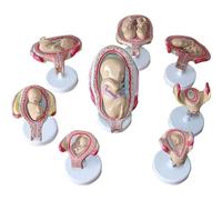 Modelo de anatomía del desarrollo fetal humano de 8 piezas, etapas de crecimiento desmontables pintadas a mano para enseñanza y estudio médico