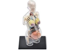 Modelo de anatomía del Embarazo Femenino, anatomía de los órganos del Embarazo, Modelo de enseñanza Humana, 41 órganos y Partes del Cuerpo Desmontables for Entrenamiento médico