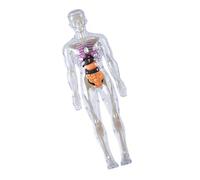 Modelo de anatomía del esqueleto con, bone model, A