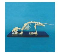 Modelo de anatomía del esqueleto de conejo, equipo de enseñanza de instrumentos biológicos de huesos de animales, modelo de demostración de enseñanza veterinaria