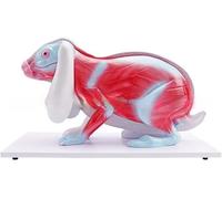 Modelo de anatomía del esqueleto de conejo, esqueleto de conejo desmontable de órganos internos, material didáctico for ciencias, material didáctico for estudiantes de biología y ciencias