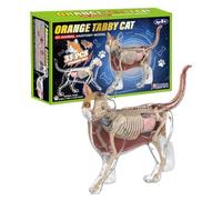Modelo De Anatomía Del Esqueleto De Gato Ayuda Didáctica 4D