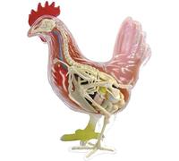 Modelo de anatomía del Esqueleto del Pollo de 1pc 4D - 32 Partes Desmontables para la Ciencia y la Salud