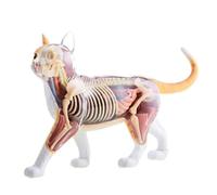 Modelo de anatomía del esqueleto gato, modelo vísceras desmontables con visión 4D, material didáctico veterinario for la educación médica