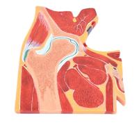 Modelo de anatomía del esqueleto, sección transversal de la articulación de la cadera humana, modelo anatómico, articulación de la cadera, esquelético for la enseñanza médica. moldes de enseñanza