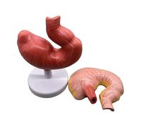 Modelo De Anatomía del Estómago De Cerdo - Modelo De Enseñanza del Estómago De Cerdo De Simulación - Modelo De Anatomía del Modelo Médico De La Sección del Estómago,Flesh,10inch